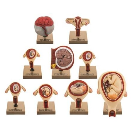 Model Period Of Gestation Set Of 9